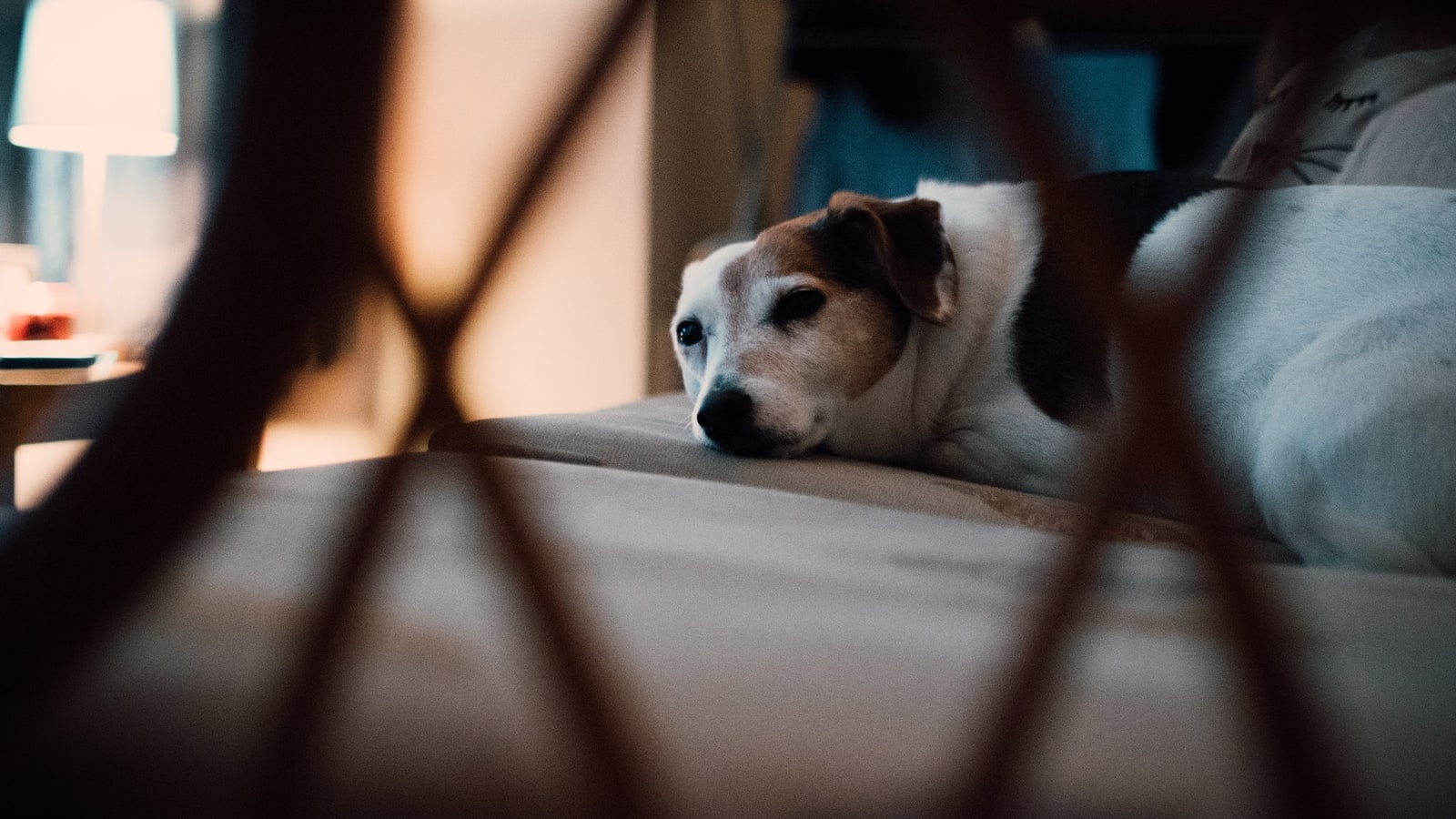 Why do Dogs Turn Around Three Times Before Lying Down? I Pettable I ESA